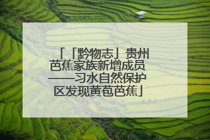 「黔物志」贵州芭蕉家族新增成员——习水自然保护区发现黄苞芭蕉