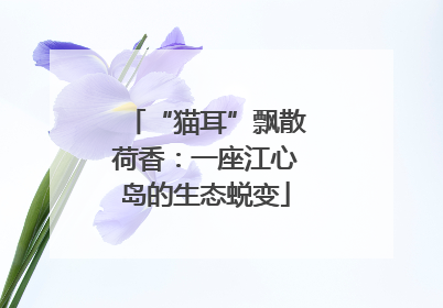 “猫耳”飘散荷香：一座江心岛的生态蜕变
