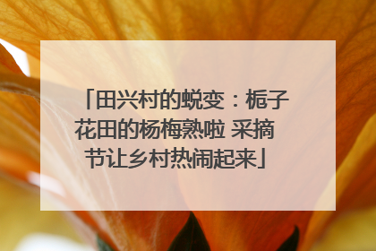 田兴村的蜕变：栀子花田的杨梅熟啦 采摘节让乡村热闹起来