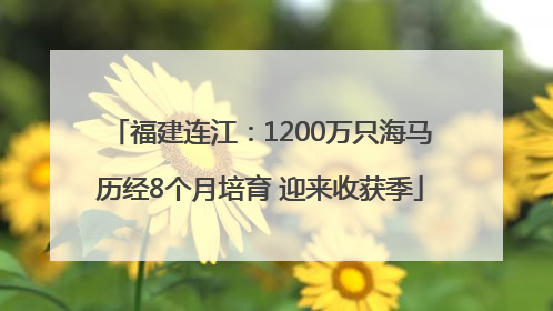 福建连江：1200万只海马历经8个月培育 迎来收获季