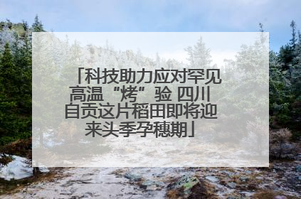 科技助力应对罕见高温“烤”验 四川自贡这片稻田即将迎来头季孕穗期