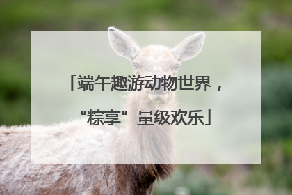 端午趣游动物世界，“粽享”量级欢乐
