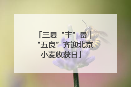 三夏“丰”景｜“五良”齐迎北京小麦收获日