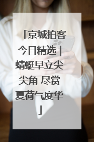 京城拍客今日精选｜蜻蜓早立尖尖角 尽赏夏荷气度华