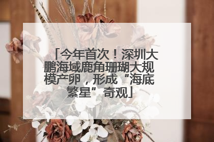 今年首次！深圳大鹏海域鹿角珊瑚大规模产卵，形成“海底繁星”奇观