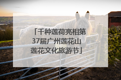 千种莲荷亮相第37届广州莲花山莲花文化旅游节