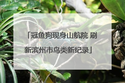 冠鱼狗现身山航院 刷新滨州市鸟类新纪录