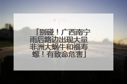 别碰！广西南宁雨后路边出现大量非洲大蜗牛和福寿螺！有致命危害