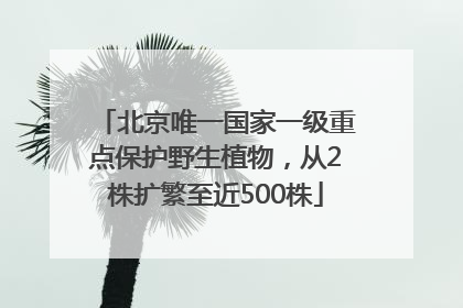 北京唯一国家一级重点保护野生植物，从2株扩繁至近500株