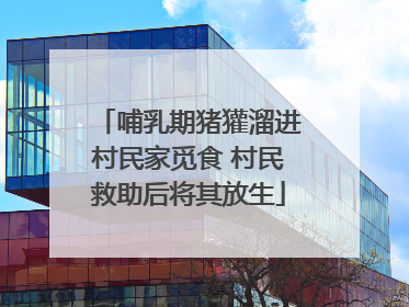 哺乳期猪獾溜进村民家觅食 村民救助后将其放生