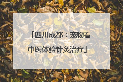 四川成都：宠物看中医体验针灸治疗