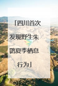 四川首次发现野生朱鹮夏季栖息行为