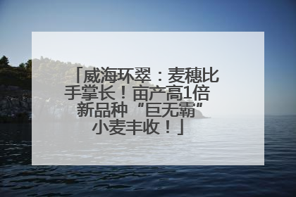 威海环翠：麦穗比手掌长！亩产高1倍 新品种“巨无霸”小麦丰收！