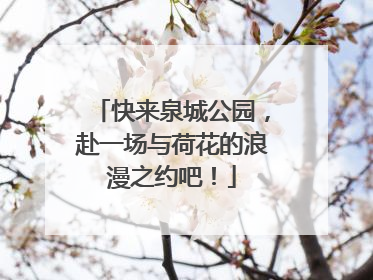 快来泉城公园，赴一场与荷花的浪漫之约吧！