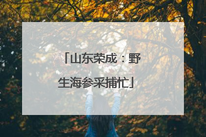 山东荣成：野生海参采捕忙