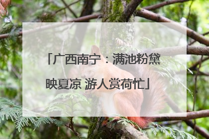 广西南宁：满池粉黛映夏凉 游人赏荷忙