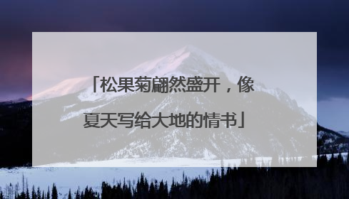 松果菊翩然盛开，像夏天写给大地的情书