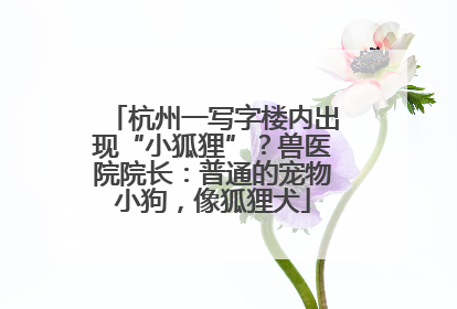 杭州一写字楼内出现“小狐狸”？兽医院院长：普通的宠物小狗，像狐狸犬