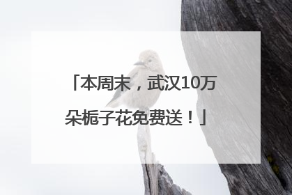本周末，武汉10万朵栀子花免费送！