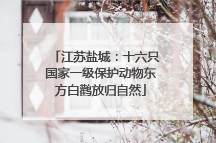 江苏盐城：十六只国家一级保护动物东方白鹳放归自然