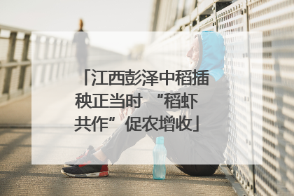 江西彭泽中稻插秧正当时 “稻虾共作”促农增收