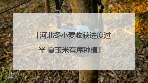河北冬小麦收获进度过半 夏玉米有序种植