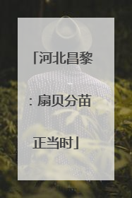 河北昌黎：扇贝分苗正当时