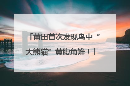 莆田首次发现鸟中“大熊猫”黄腹角雉！