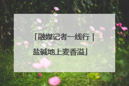 融媒记者一线行｜盐碱地上麦香溢