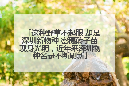 这种野草不起眼 却是深圳新物种 密穗砖子苗现身光明，近年来深圳物种名录不断刷新