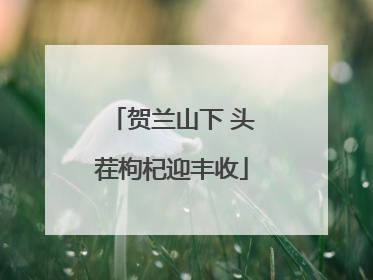 贺兰山下 头茬枸杞迎丰收