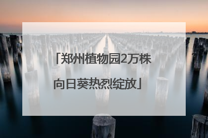 郑州植物园2万株向日葵热烈绽放