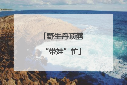 野生丹顶鹤“带娃”忙