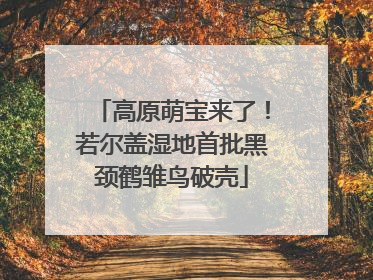 高原萌宝来了！若尔盖湿地首批黑颈鹤雏鸟破壳