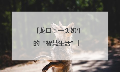 龙口：一头奶牛的“智慧生活”