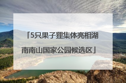 5只果子狸集体亮相湖南南山国家公园候选区